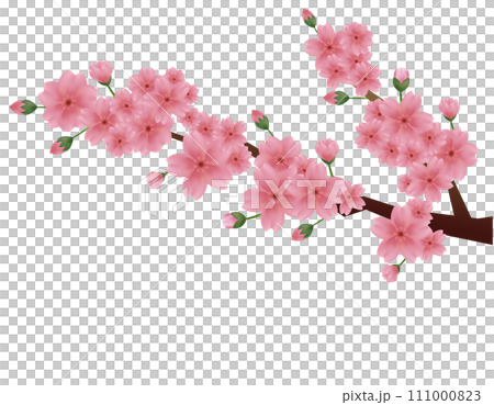 粉紅色的櫻花的插圖 櫻花花瓣的插圖 111000823