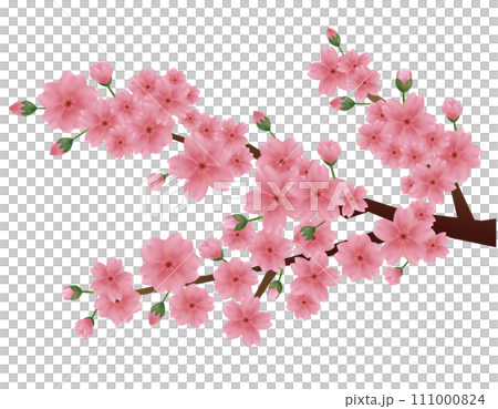 粉紅色的櫻花的插圖 櫻花花瓣的插圖 111000824