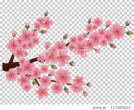 粉紅色的櫻花的插圖 櫻花花瓣的插圖 粉紅色的櫻花的插圖 櫻花花瓣的插圖 111000825