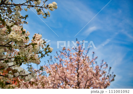 荒川のさくら、荒川堤の五色桜 の風景 111001092