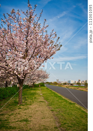 荒川のさくら、荒川堤の五色桜 の風景 111001095
