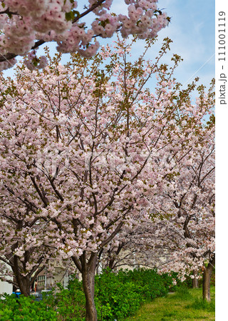 荒川のさくら、荒川堤の五色桜 の風景 111001119