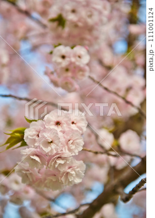 荒川のさくら、荒川堤の五色桜 の風景 111001124
