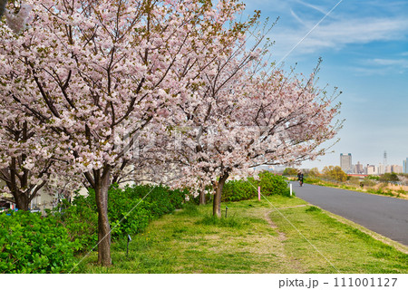 荒川のさくら、荒川堤の五色桜 の風景 111001127