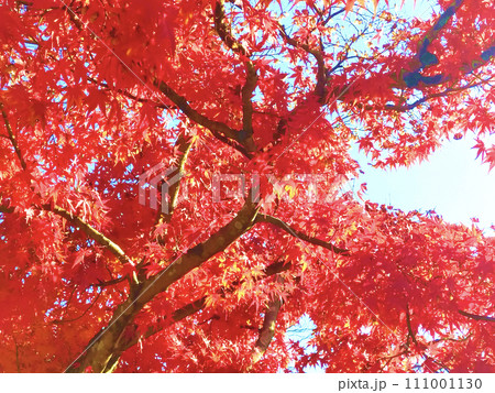 青空を紅く彩る燃えるような秋の紅葉01 111001130