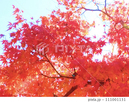 青空を紅く彩る燃えるような秋の紅葉02 青空を紅く彩る燃えるような秋の紅葉02 111001131