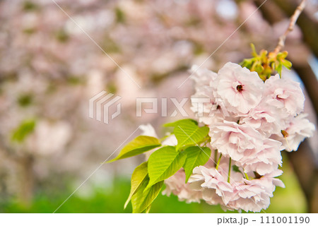 荒川のさくら、荒川堤の五色桜 の風景 111001190
