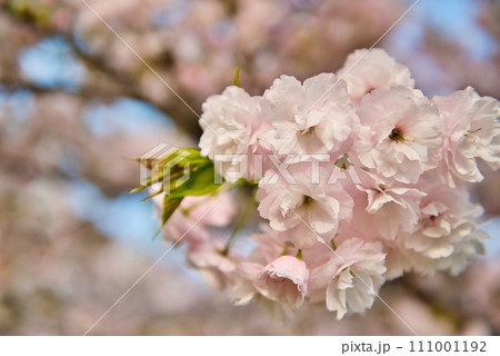 荒川のさくら、荒川堤の五色桜 の風景 111001192