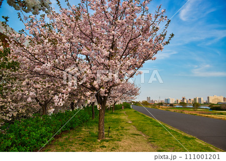 荒川のさくら、荒川堤の五色桜 の風景 111001201