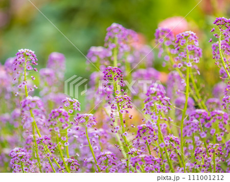 Verbena bonariensis flowers, Argentinian Vervain or Purpletop Vervain, Clustertop Vervain, Tall Verbena, Pretty Verbena, in garden Verbena bonariensis flowers, Argentinian Vervain or Purpletop Vervain, Clustertop Vervain, Tall Verbena, Pretty Verbena, in garden 111001212