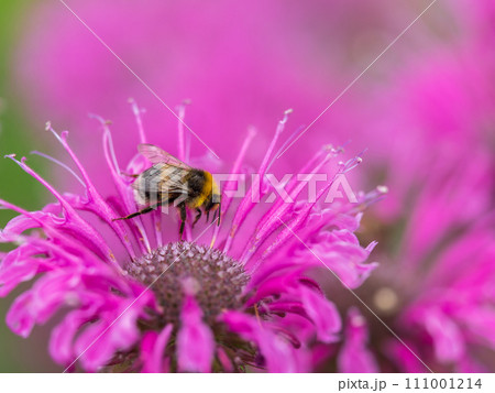Bumblebee collecting nectar from monarda flower macro photography on a summer day. Bumblebee collecting nectar from monarda flower macro photography on a summer day. 111001214