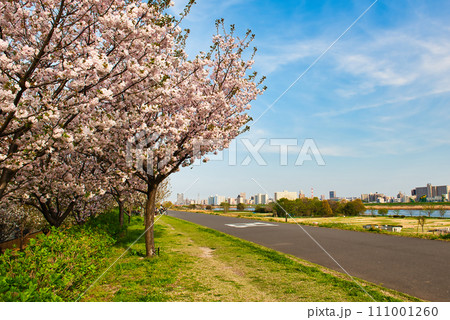 荒川のさくら、荒川堤の五色桜 の風景 荒川のさくら、荒川堤の五色桜 の風景 111001260