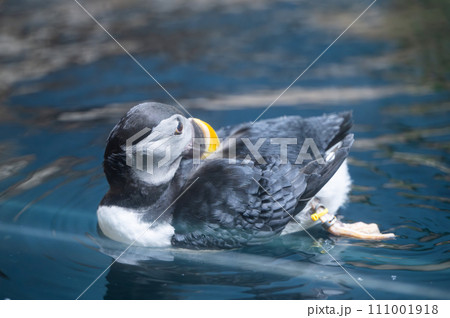 puffin bird 111001918