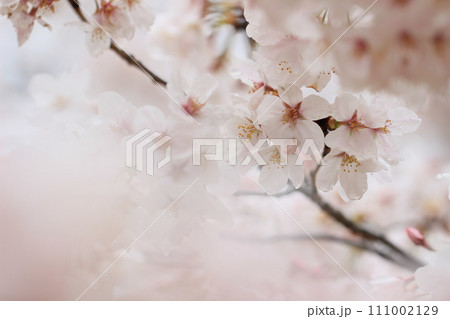 ふんわりした桜の花 春風景 染井吉野 ふんわりした桜の花 春風景 染井吉野 111002129