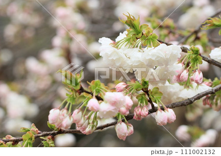 美しい八重咲きの桜 桜風景 春風景 美しい八重咲きの桜 桜風景 春風景 111002132