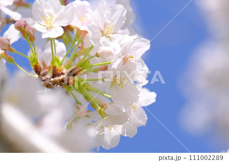 春を告げる花 111002289