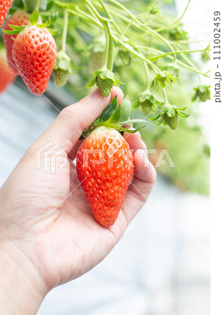 イチゴ狩り イチゴ狩り 111002459
