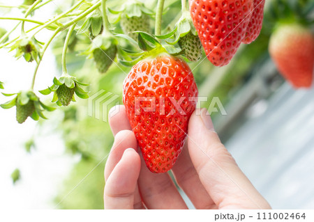 イチゴ狩り イチゴ狩り 111002464