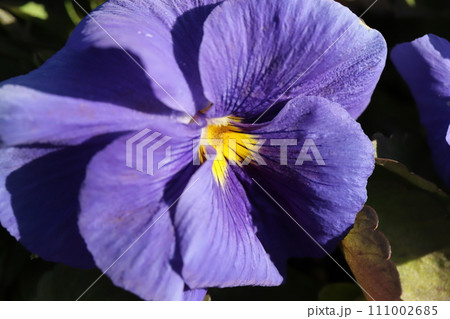 冬の庭に咲く青紫色のパンジーの花 冬の庭に咲く青紫色のパンジーの花 111002685
