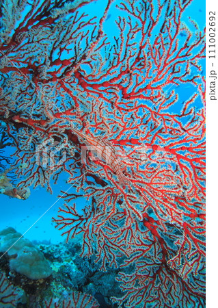 イソバナに擬態のクダゴンベ　水中写真　沖縄の海 111002692