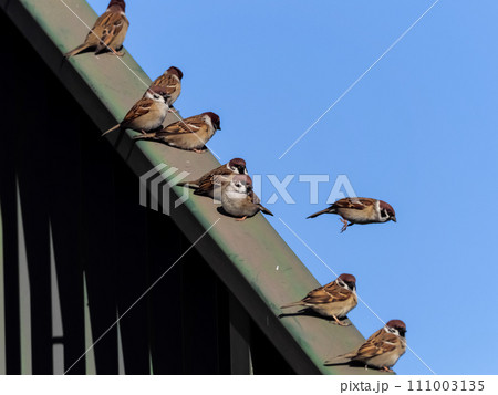 スズメ スズメ 111003135