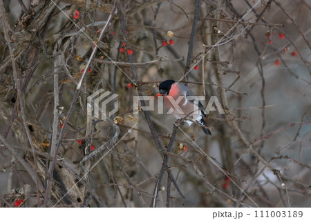 ウソ ウソ 111003189