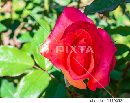 真紅の薔薇の花 111003244