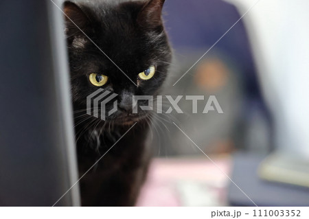 黒猫 クロネコ くろねこ 111003352