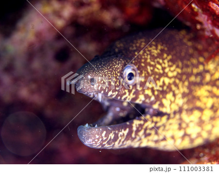 岩の隙間に潜むウツボの横顔 111003381