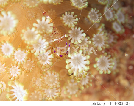 花のようなイソギンチャクに住むアカホシカクレエビ 111003382