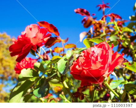 青空に映える真紅の薔薇の花 青空に映える真紅の薔薇の花 111003397