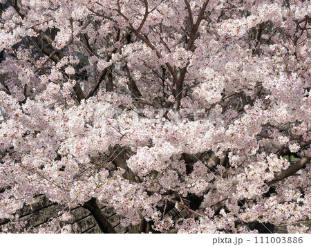満開の桜 111003886
