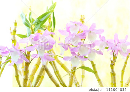 デンドロビウム 洋ラン ピンク色の花 ハマナレイク デンドロビウム 洋ラン ピンク色の花 ハマナレイク 111004035