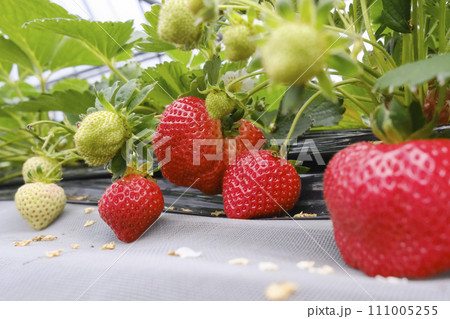 イチゴ 111005255