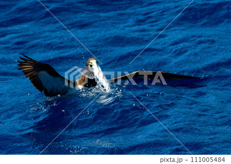 トビウオを捕食するカツオドリ 111005484
