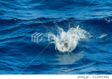 捕食を失敗するカツオドリ 捕食を失敗するカツオドリ 111005492