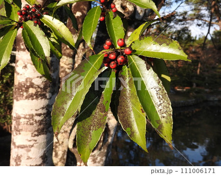 ナナミノキに付着したすす病による黒い汚れ 111006171