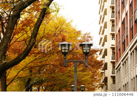 カラー 紅葉 植物 秋 公園 (2024年1月登録) カラー 紅葉 植物 秋 公園 (2024年1月登録) 111006446