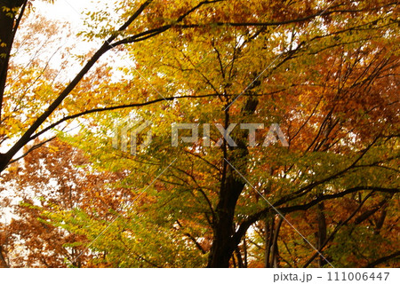 カラー　紅葉　植物　秋　公園　（2024年1月登録） 111006447