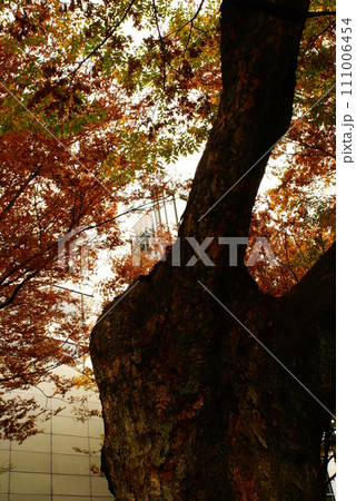 カラー 紅葉 植物 秋 公園 (2024年1月登録) カラー 紅葉 植物 秋 公園 (2024年1月登録) 111006454