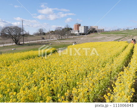 愛知県日進市の愛知牧場の菜の花畑 愛知県日進市の愛知牧場の菜の花畑 111006843