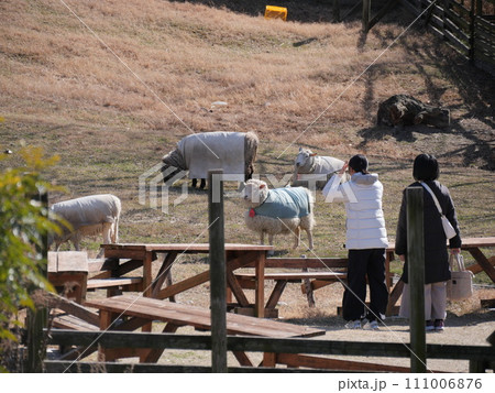 愛知牧場の羊 111006876