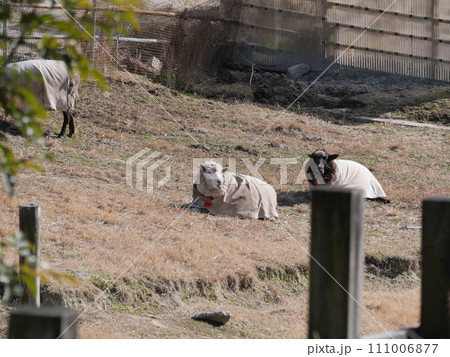 愛知牧場の羊 愛知牧場の羊 111006877