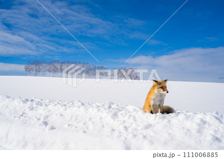 【北海道•美瑛】冬のパッチワークの路 111006885