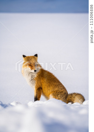 【北海道•美瑛】冬のパッチワークの路 111006886