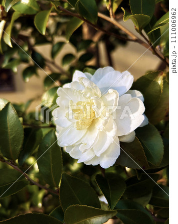白いサザンカの花 白いサザンカの花 111006962
