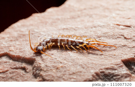 Scary insect 111007320