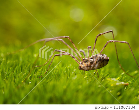 Spider hunting in green moss 111007334