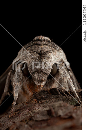 Hawkmoth  en face portrait 111007344