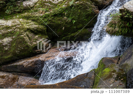 屋久島の白谷雲水峡エリア 111007389